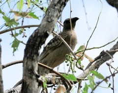 Chlamydera nuchalis