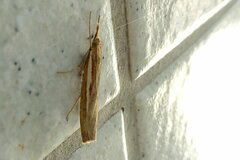 Agriphila tristella