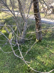 Aesculus californica