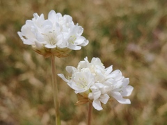 Armeria arenaria