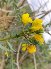 Liparia hirsuta