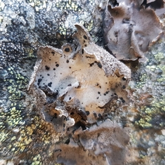 Umbilicaria crustulosa