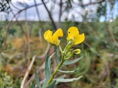Liparia hirsuta