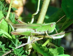 Dichromorpha prominula