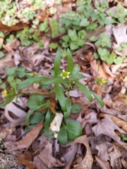 Ranunculus abortivus