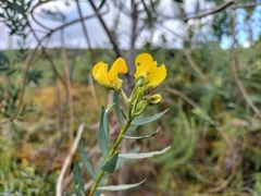 Liparia hirsuta