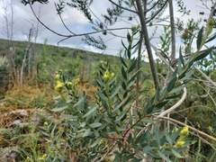 Liparia hirsuta