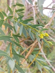 Liparia hirsuta