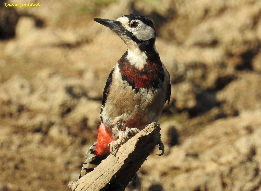 Great Spotted Woodpecker
