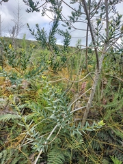 Liparia hirsuta
