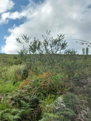 Liparia hirsuta