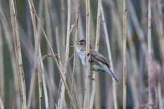 Acrocephalus dumetorum