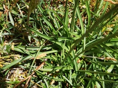 Armeria arenaria