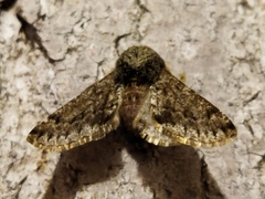 Apocheima hispidaria