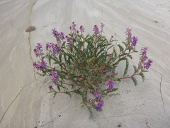Astragalus bisulcatus