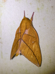 Adeloneivaia
