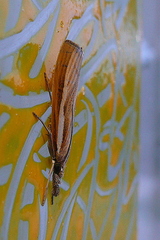 Agriphila tristella
