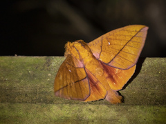 Adeloneivaia