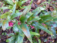 Thibaudia floribunda