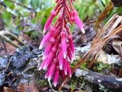 Thibaudia floribunda