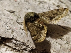 Apocheima hispidaria