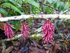 Thibaudia floribunda