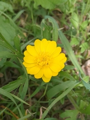Ranunculus macranthus