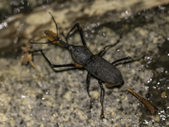 Rhinostomus barbirostris image