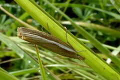 Agriphila tristella