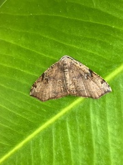 Achrosis rondelaria