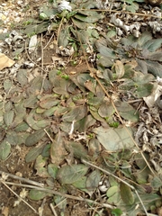 Salvia lyrata