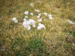 Armeria arenaria