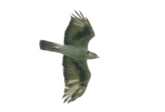 Aquila spilogaster