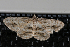 Didymoctenia exsuperata