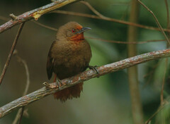 Phacellodomus erythrophthalmus