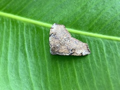Achrosis rondelaria
