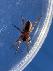 Trochosa sepulchralis