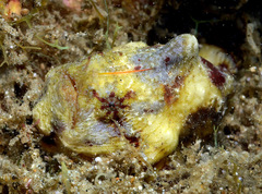 Antennatus tuberosus