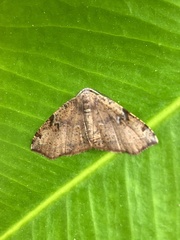 Achrosis rondelaria