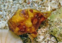 Antennatus tuberosus