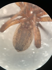 Trochosa sepulchralis