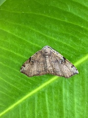 Achrosis rondelaria