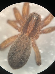 Trochosa sepulchralis