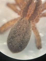 Trochosa sepulchralis