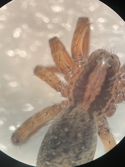 Trochosa sepulchralis