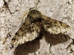 Apocheima hispidaria