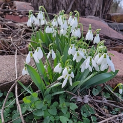 Galanthus elwesii