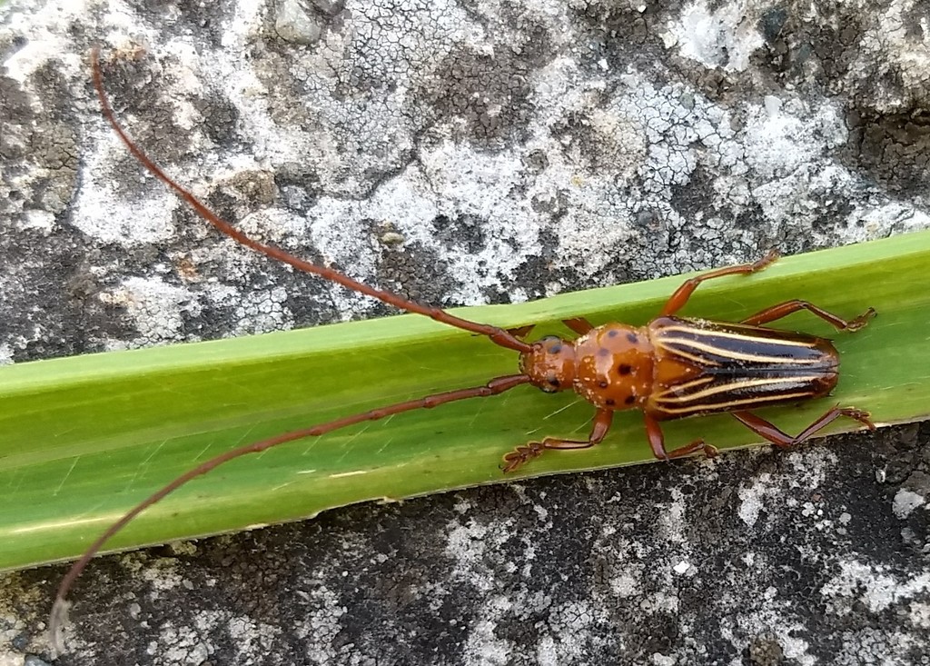 Oxymerus aculeatus