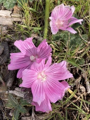 Sidalcea malviflora