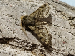 Apocheima hispidaria